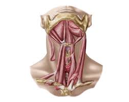 Image result for Hyoid Bone
