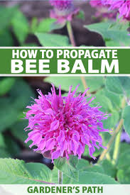 We did not find results for: How To Propagate Bee Balm Gardener S Path