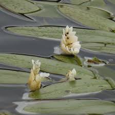 Image result for Aponogetonaceae