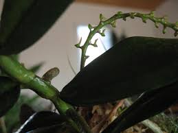 Image result for Tridactyle bicaudata