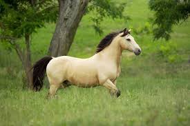 Discover mustang horses for sale on america's biggest equine marketplace. Buckskin Horse With The Prettiest Eyes Horses Pinterest Buckskin Horse Horses Horse Love