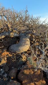 Image result for Cyphostemma tenuissimum