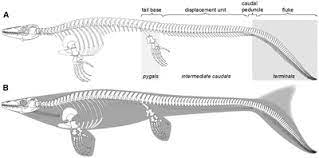 Pin Na Doske Dinosaurs Paleontologie