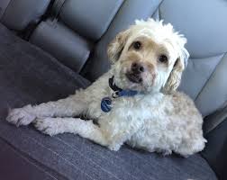 I am not okay! Last year I lost my mom Jan 2022 , I was not okay! All of  sudden this puppy shows up, december 2022 and he left me no choice