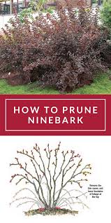 If you have difficulty visualizing your ideal shape, find a photograph or sketch to work from. How To Prune Ninebark Finegardening Ninebark Shrub Landscaping Burning Bush Landscaping Native Plant Gardening