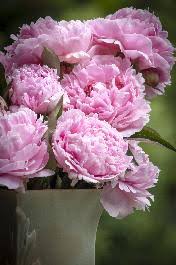 They are the most gorgeous flowers for your most important celebrations. Cyiyxnv9wmqjrm