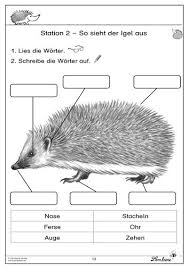 So Sieht Der Igel Aus Arbeitsblatter Zum Ausdrucken Waldschule