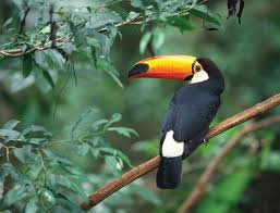 Page Not Found Rainforest Animals Tropical Birds Toco Toucan