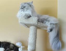 See full list on catorcat.com Chinchilla Persian Cat Breed Info Pictures Temperament Traits Excited Cats