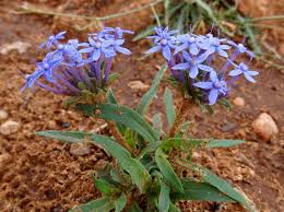 Image result for Pentanisia prunelloides