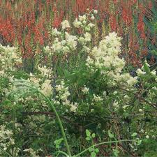 Image result for Clematis brachiata