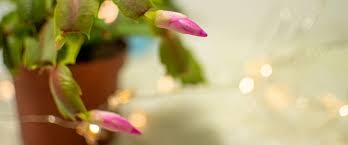 As with other plants, these cactus flowers typically develop at small buds known as areoles, where spines grow in a radial pattern. Christmas Cactus Archives Ted Lare Design Build