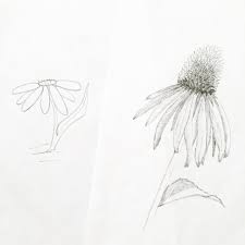 Flowers for beginners to draw. Improve Your Flower Drawing In Less Than 1 Week Blushed Design