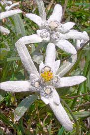 Leontopodium Alpinum Edelweiss Flower Amazing Flowers White Flowers