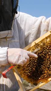 Bees4Vets, (@bees4vets) a nonprofit organization for vets, gives former  military a chance to focus