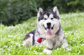 They are similar to other arctic, husky, and spitz breeds such as the greenland dog, canadian eskimo dog, the siberian husky, and the samoyed. Alaskan Malamute Co Musisz O Nim Wiedziec Blog Zooart
