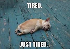 Here is our list of funny animal rescue slogans to inspire your next marketing campaign. Low Cost Spay Neuter Clinic Tricity Veterinary Hospital