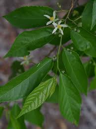 Image result for Grewia stolzii