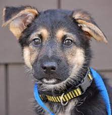 German shepherd puppies for sale in pa, as well as indiana, new york, ohio and other states.feel free to browse classifieds placed by german shepherd dog breeders in pa and the surrounding areas.find your new german shepherd puppy here!. Untitled Document