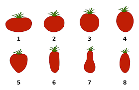 Liste De Varietes De Tomates Wikipedia