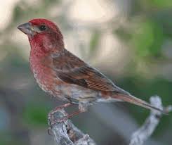 Birds With Red Heads Purple Sparrow More Like Red Pet Birds Birds State Birds