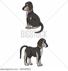 It is known for being calm and independent. Cute Cartoon Saluki Vector Photo Free Trial Bigstock