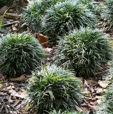 Image result for Monodora minor