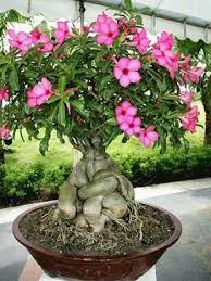 Pin On Caudiciforms Or Fat Plants