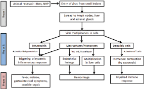 diagram demonstrating the pathogenesis of ebola virus