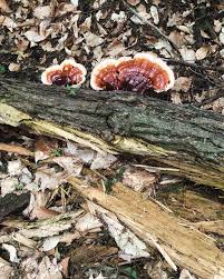 Image result for Ganoderma tsugae