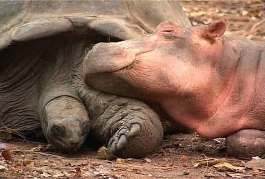 A Baby Hippo Got Swept Away By A Tsunami And A 130-Year-Old Tortoise Became His Best Friend