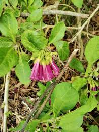 Image result for Iochroma cyaneum
