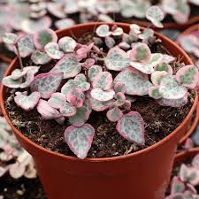 Image result for Ceropegia stenifolia
