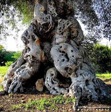 Ulivo Tree Albero Puglia Brindisi Borgo Egnazia Weird Trees Twisted Tree Unique Trees
