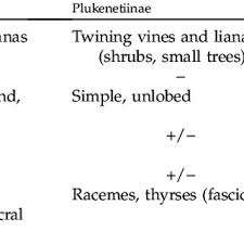 Image result for Tragia grandistipularis