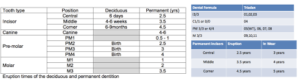 Equine Dentistry Diagram Quizlet