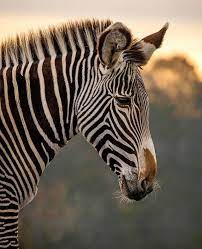 Pin On Safari Animals