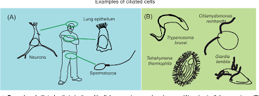 Maybe you would like to learn more about one of these? Figure 1 From Composition Structure And Function Of The Eukaryotic Flagellum Distal Tip Semantic Scholar