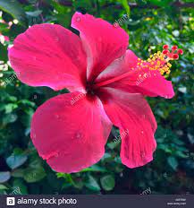 It is an experience i will never forget. Hibiscus Ist Malaysias Nationale Blume Wo Es Lokal Als Bunga Raya Bekannt Stockfotografie Alamy