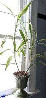 Little ruby rue (born december 15), also known as momo, is a dutch animator and artist who's known for making animation memes, particularly the boba date meme. Pin On My Plants