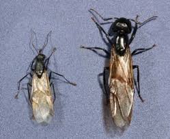 The life cycle of carpenter ants begins with the nuptial flight, which usually occurs in the late spring or early summer, depending on environmental factors. Carpenter Ants Ohioline