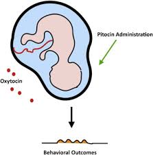 Most hospitals allow you to go up to 20 or 30 mu, but i much prefer to stay under 10. Perspectives Of Pitocin Administration On Behavioral Outcomes In The Pediatric Population Recent Insights And Future Implications Sciencedirect