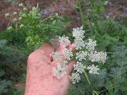 Image result for Conium