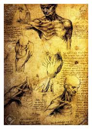 Related posts of anatomical drawings of the human body anatomy of male rat. Ancient Anatomical Drawings Made By Leonardo Davinci A Study Stock Photo Picture And Royalty Free Image Image 14444723
