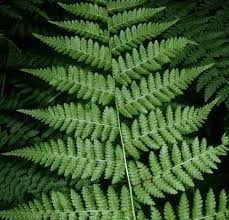 Image result for Hypolepis