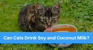 Before you feed your cat rice, it is always wise to ask your veterinary first. Can Cats Drink Soy And Coconut Milk
