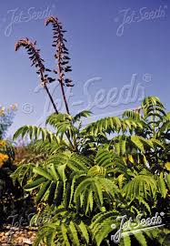 Image result for Melianthus major