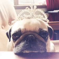 It S My Party And I Ll Pout If I Want To Pugs Funny Pugs And Kisses Cute Pugs