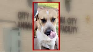 Image result for invalid dog wheelset