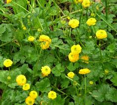 Image result for Ranunculus raeae